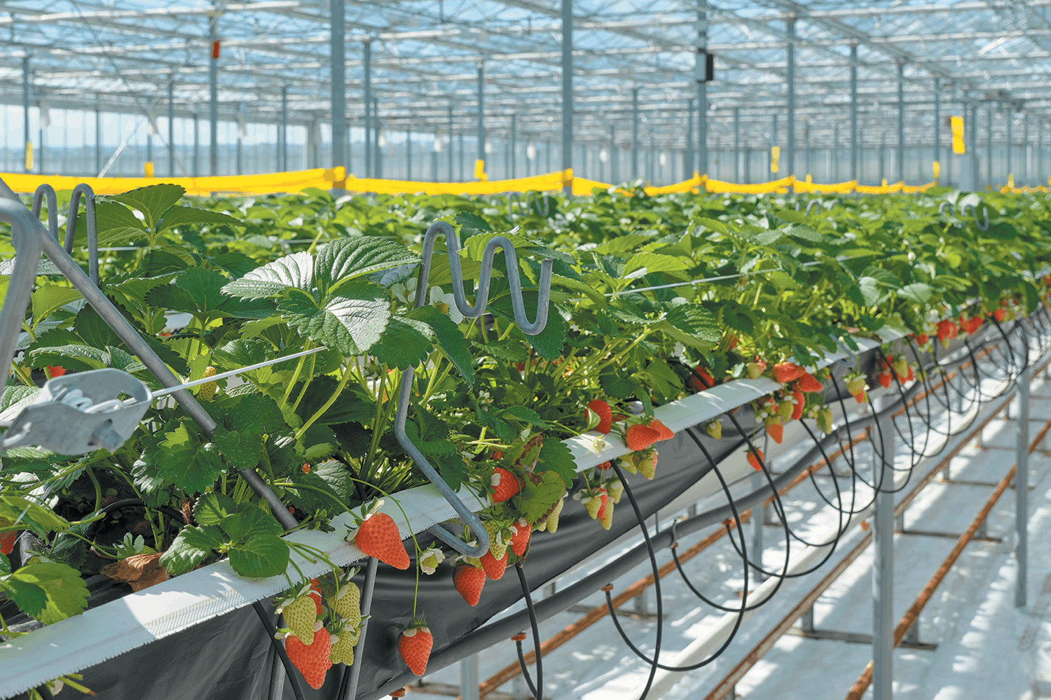 exploitation-fraises-serres-agriculture